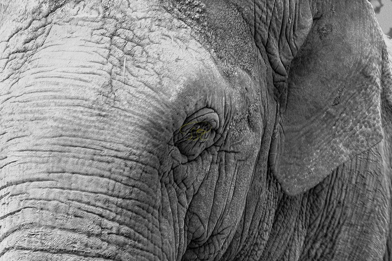 Elephant.JPG
