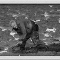 Pêcheur à pieds
