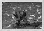 Pêcheur à pieds